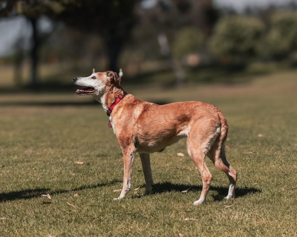 Slim greyhound with a red collar standing calmly in a sunny park; weighing regularly helps owners spot a dog losing weight