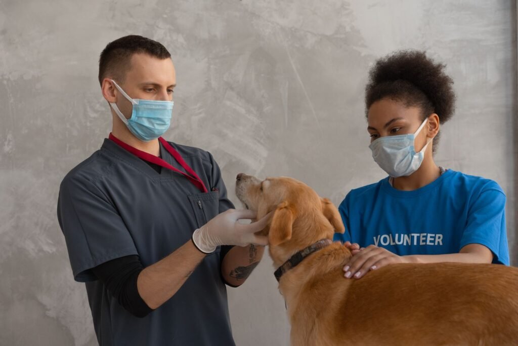 Vet and volunteer attending to a dog during a calm check-up in a clinic, the next step for a dog losing weight
