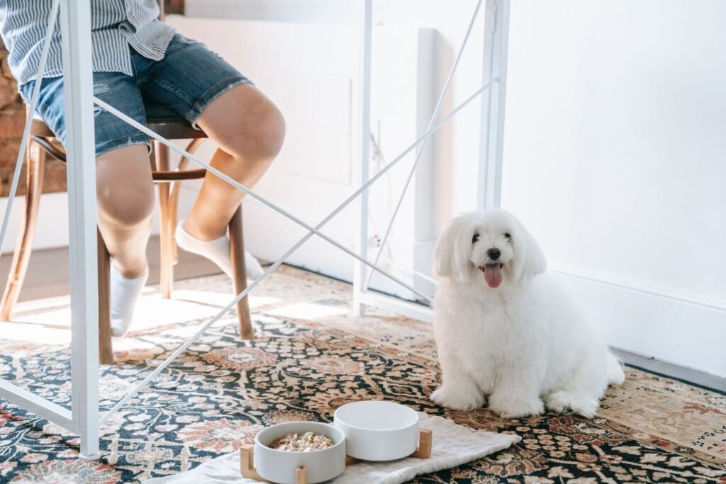 Fluffy white dog sitting indoors next to food bowls on a patterned carpet, as an owner might see with a dog not eating