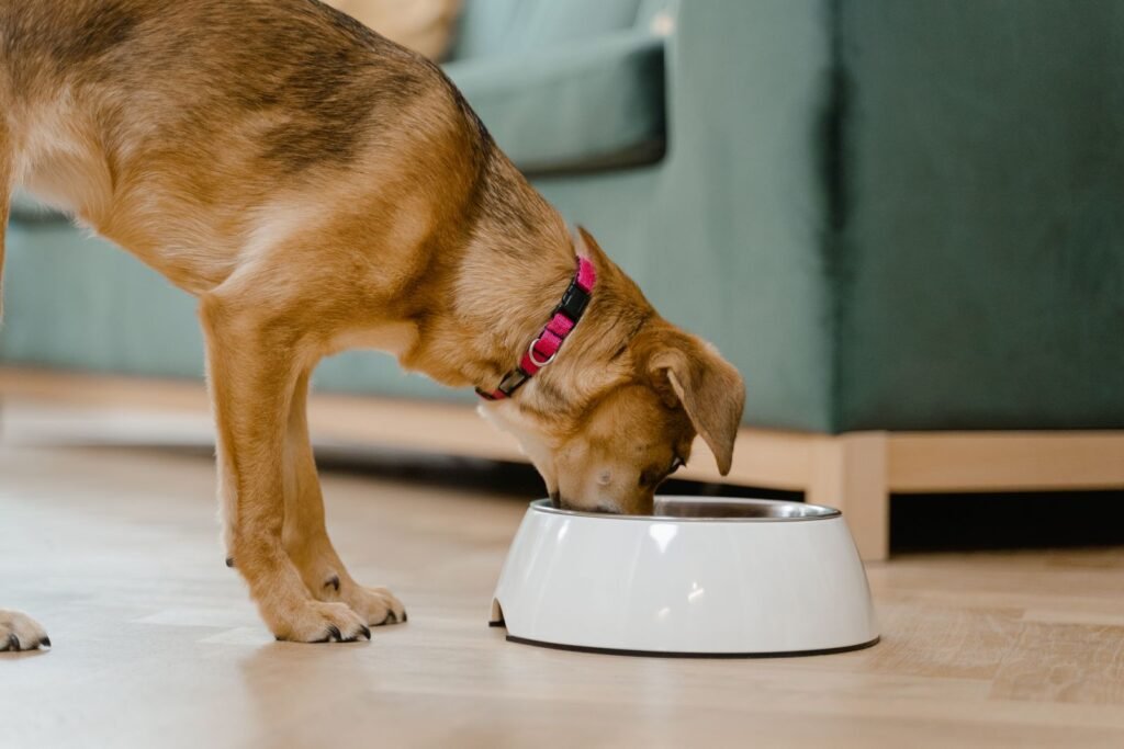 Dog with a pink collar eating from a white bowl inside a home; a steady routine is one tip for a dog not eating well
