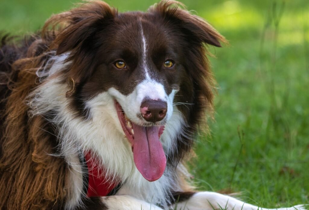 Border Collie panting on a sunny day in a park, a familiar sight of dog panting in warm weather