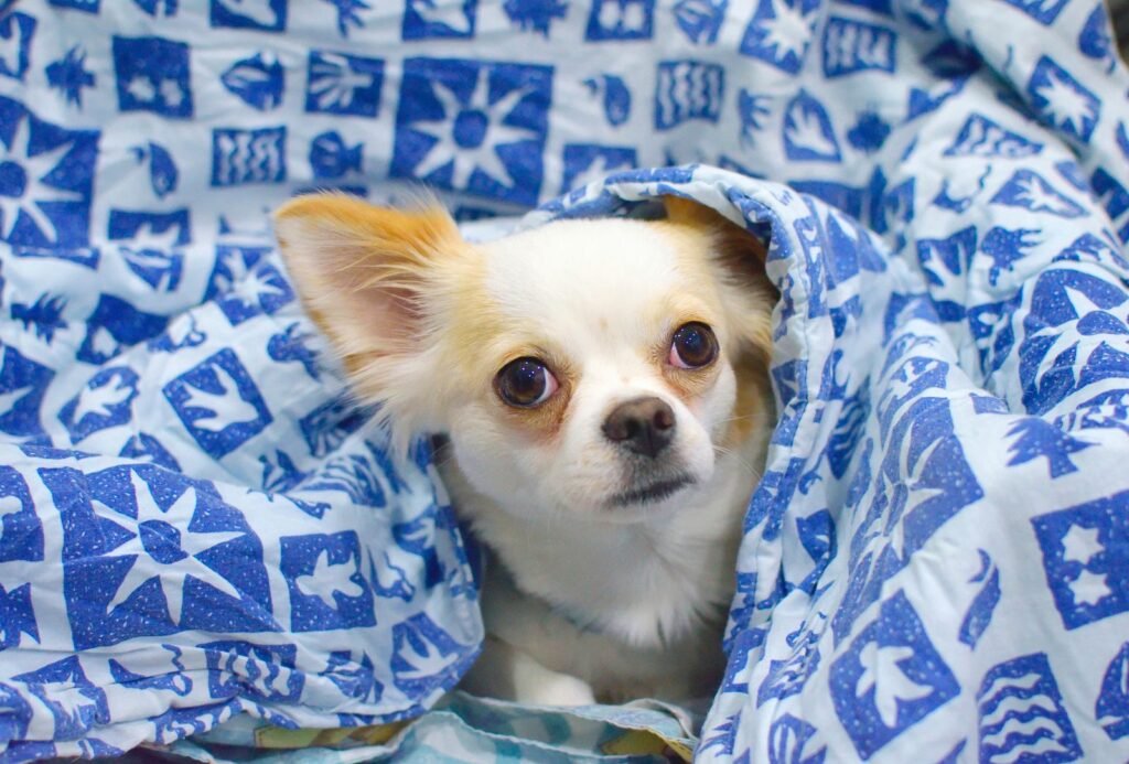 Small Chihuahua wrapped in a blue patterned blanket indoors, a cosy way to warm a dog shaking from the cold