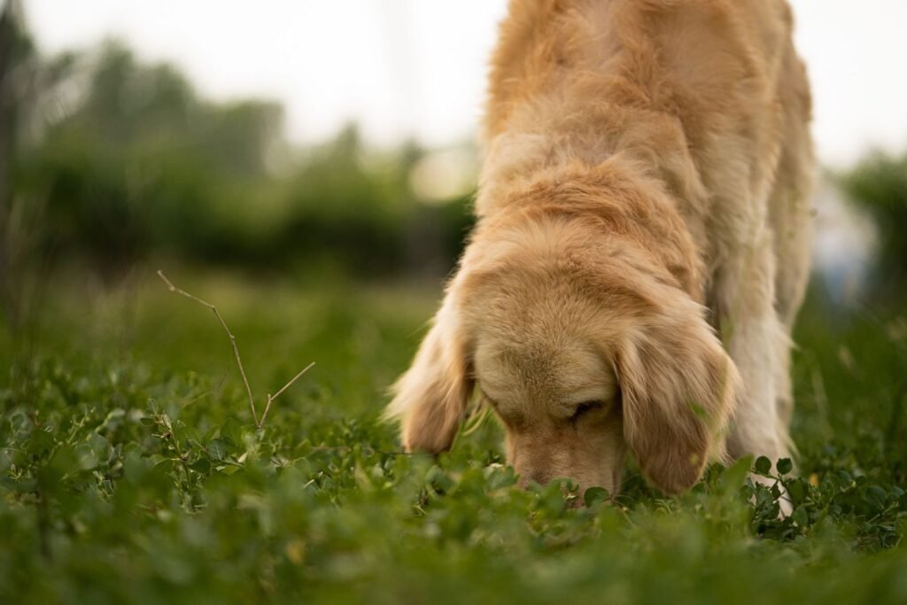 Golden Retriever sniffing lush green grass in an open field, where sniffing outdoors can lead to dog sneezing