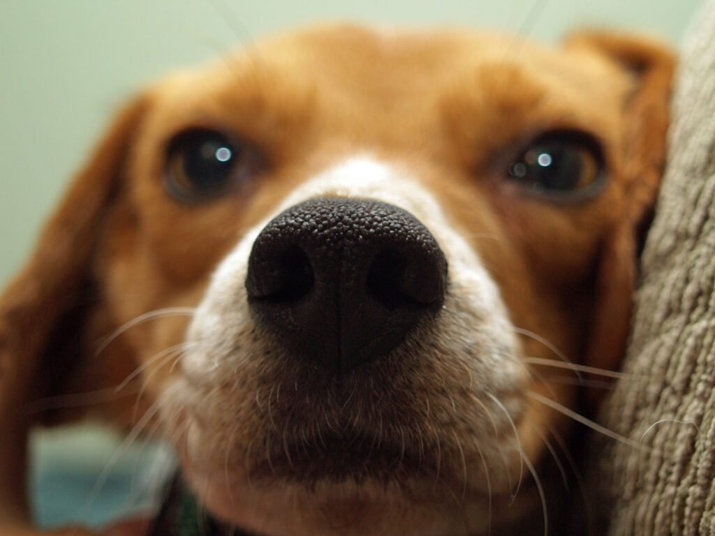 Close-up of a tan and white beagle's nose and face – dog sneezing is a reaction to something irritating the nose