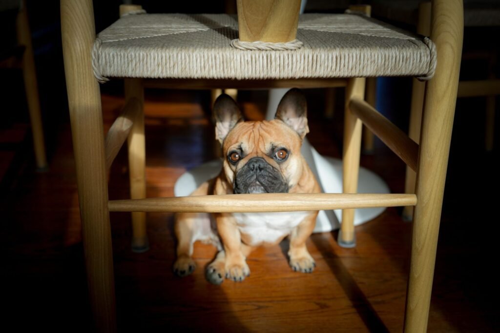 French Bulldog sitting under a chair in warm indoor sunlight - a dog suddenly anxious may hide away like this