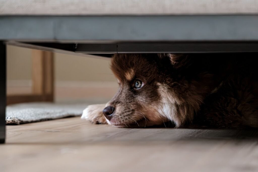 Fluffy dog lying quietly under a sofa - a dog suddenly anxious may seek out a quiet hiding place